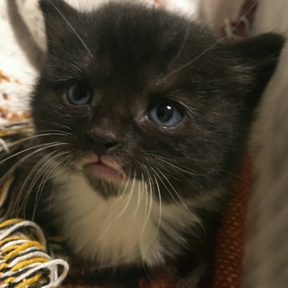 Meet your Posher, Jenny - Picture 4 of 6